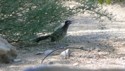 PICTURES/Roadrunner/t_Road Runner 2.JPG